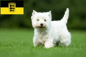 Read more about the article Westie breeders and puppies in Baden-Württemberg