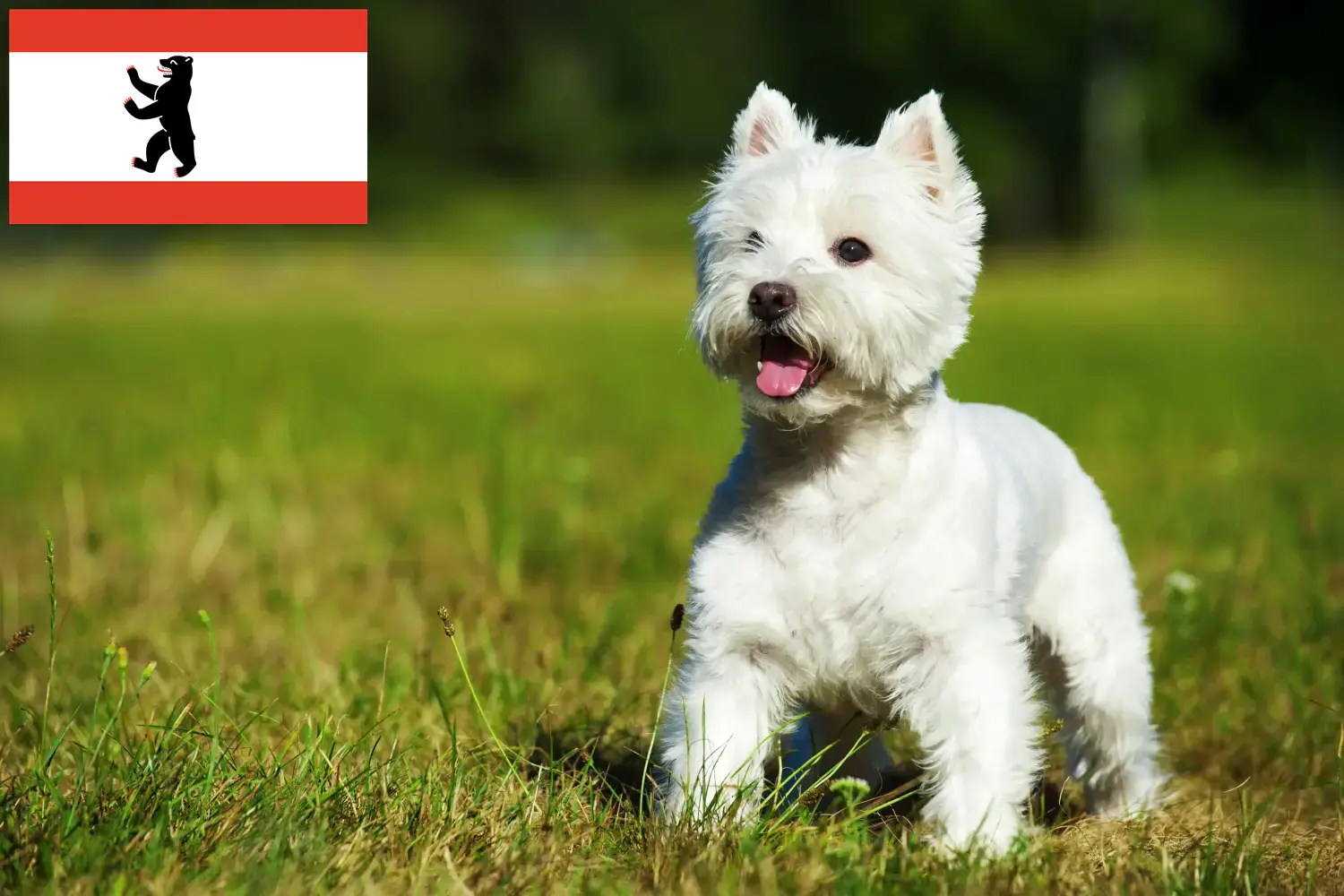 Read more about the article Westie breeders and puppies in Berlin