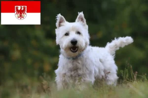 Read more about the article Westie breeders and puppies in Brandenburg