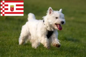 Read more about the article Westie breeders and puppies in Bremen