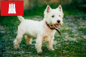 Read more about the article Westie breeders and puppies in Hamburg