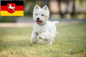 Read more about the article Westie breeders and puppies in Lower Saxony