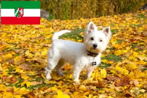 Read more about the article Westie breeders and puppies in North Rhine-Westphalia