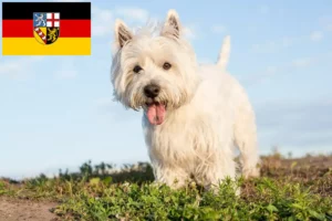 Read more about the article Westie breeders and puppies in Saarland