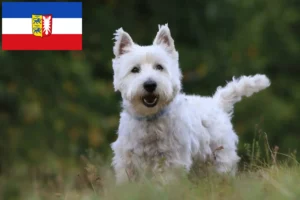 Read more about the article Westie breeders and puppies in Schleswig-Holstein