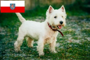 Read more about the article Westie breeders and puppies in Thuringia