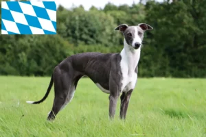 Read more about the article Whippet breeders and puppies in Bavaria
