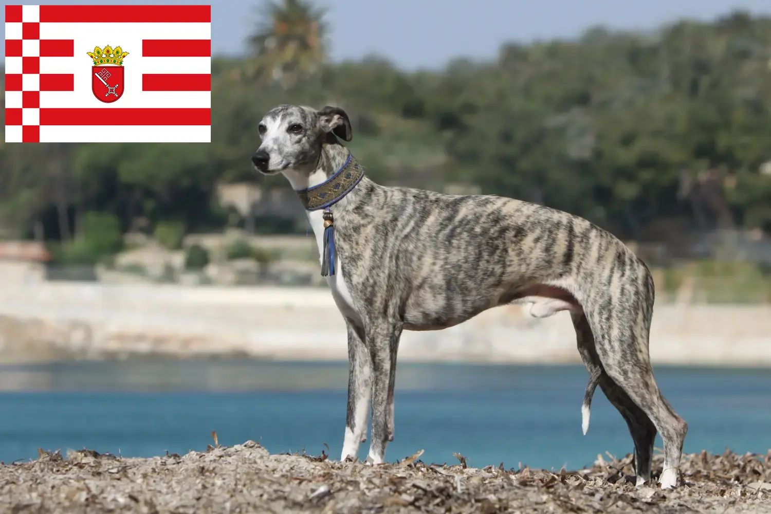 Read more about the article Whippet breeder and puppies in Bremen