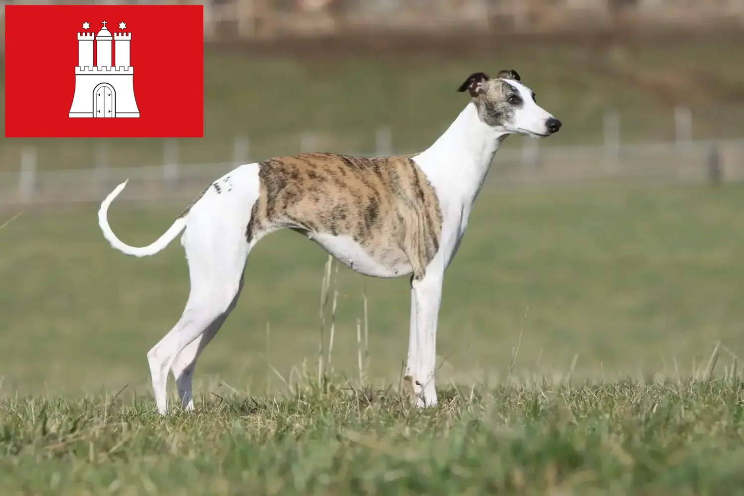 Read more about the article Whippet breeder and puppies in Hamburg