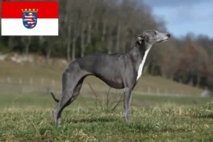 Read more about the article Whippet breeders and puppies in Hessen