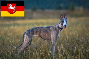 Read more about the article Whippet breeders and puppies in Lower Saxony