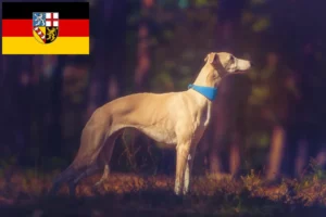 Read more about the article Whippet breeders and puppies in Saarland