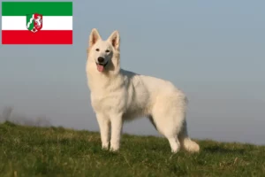 Read more about the article White Swiss Shepherd breeders and puppies in North Rhine-Westphalia