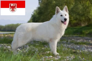 Read more about the article White Swiss Shepherd Dog Breeder and Puppies in Brandenburg