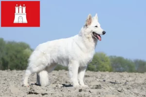 Read more about the article White Swiss Shepherd Dog Breeder and Puppies in Hamburg