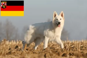 Read more about the article White Swiss Shepherd Dog Breeder and Puppies in Rhineland-Palatinate