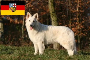 Read more about the article White Swiss Shepherd Dog Breeder and Puppies in Saarland