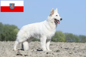 Read more about the article White Swiss Shepherd Dog Breeder and Puppies in Thuringia