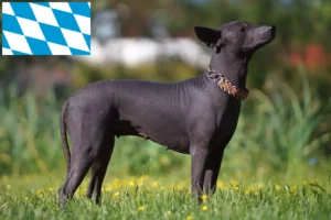 Read more about the article Xolo breeders and puppies in Bavaria