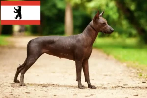 Read more about the article Xolo breeders and puppies in Berlin