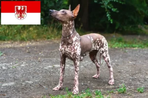 Read more about the article Xolo breeders and puppies in Brandenburg