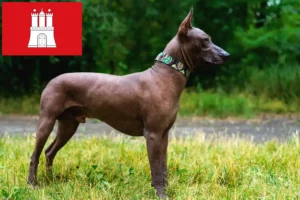 Read more about the article Xolo breeders and puppies in Hamburg