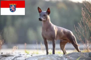 Read more about the article Xolo breeders and puppies in Hessen