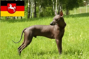 Read more about the article Xolo breeders and puppies in Lower Saxony