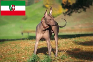 Read more about the article Xolo breeders and puppies in North Rhine-Westphalia
