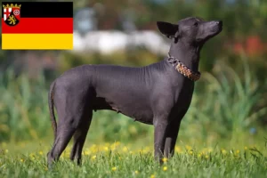 Read more about the article Xolo breeders and puppies in Rhineland-Palatinate