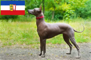 Read more about the article Xolo breeders and puppies in Schleswig-Holstein