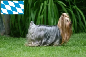 Read more about the article Yorkshire Terrier breeders and puppies in Bavaria