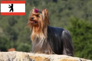 Read more about the article Yorkshire Terrier breeders and puppies in Berlin