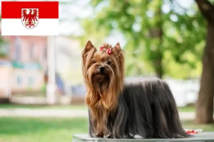 Read more about the article Yorkshire Terrier breeders and puppies in Brandenburg