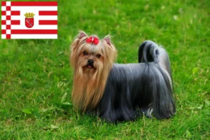 Read more about the article Yorkshire Terrier breeders and puppies in Bremen