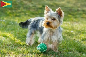 Read more about the article Yorkshire Terrier breeders and puppies in Guyana