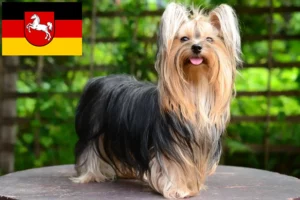 Read more about the article Yorkshire Terrier breeders and puppies in Lower Saxony
