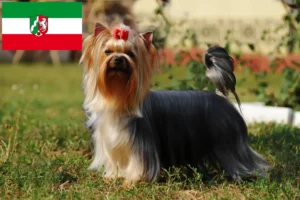 Read more about the article Yorkshire Terrier breeders and puppies in North Rhine-Westphalia