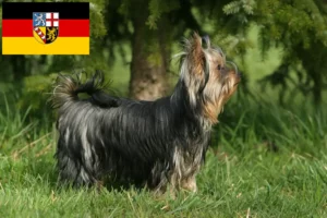 Read more about the article Yorkshire Terrier breeders and puppies in Saarland