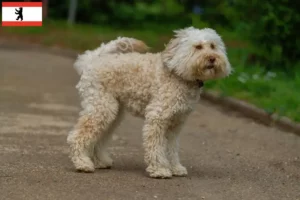 Read more about the article Australian Labradoodle breeders and puppies in Berlin