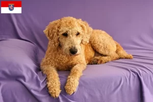 Read more about the article Australian Labradoodle breeders and puppies in Hessen