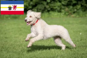 Read more about the article Australian Labradoodle breeders and puppies in Mecklenburg-Vorpommern