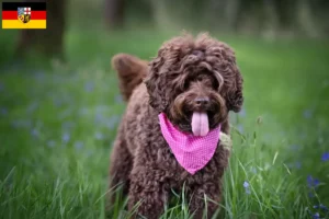 Read more about the article Australian Labradoodle breeders and puppies in Saarland