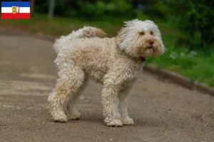 Read more about the article Australian Labradoodle breeders and puppies in Schleswig-Holstein