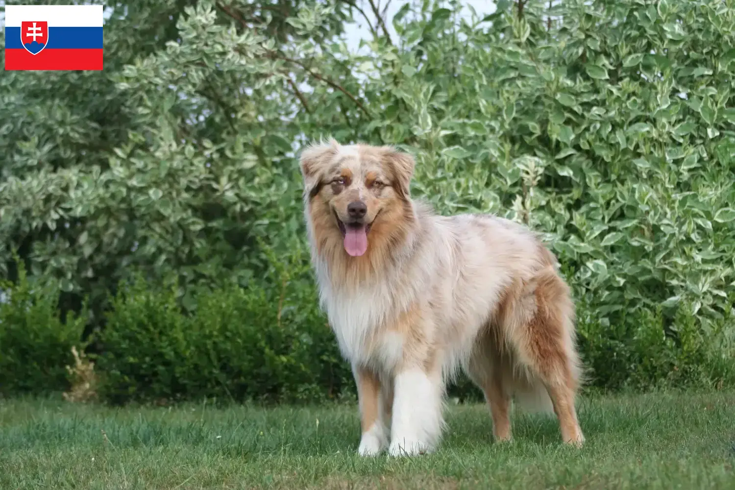 Read more about the article Australian Shepherd breeders and puppies in Slovakia