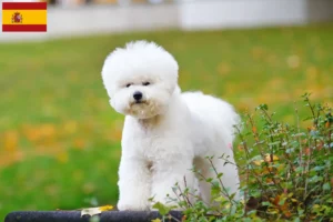 Read more about the article Bichon Frisé breeders and puppies in Spain