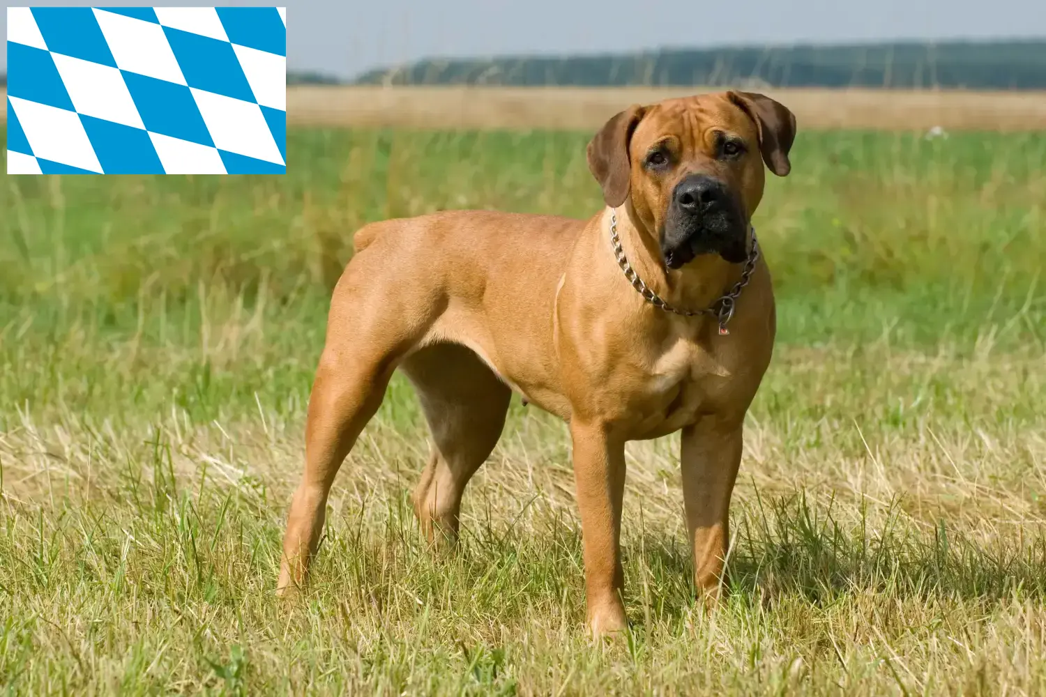 Read more about the article Boerboel breeders and puppies in Bavaria