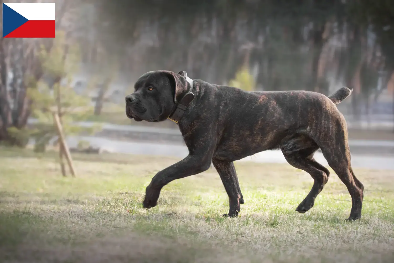 Read more about the article Boerboel breeders and puppies in the Czech Republic