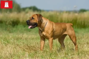 Read more about the article Boerboel breeders and puppies in Hamburg