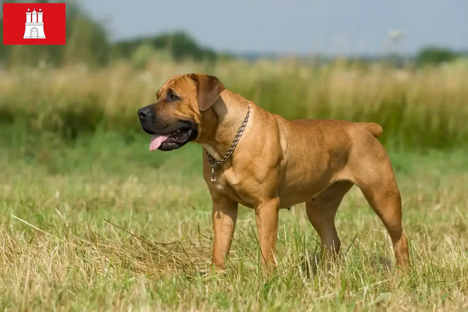 Read more about the article Boerboel breeders and puppies in Hamburg